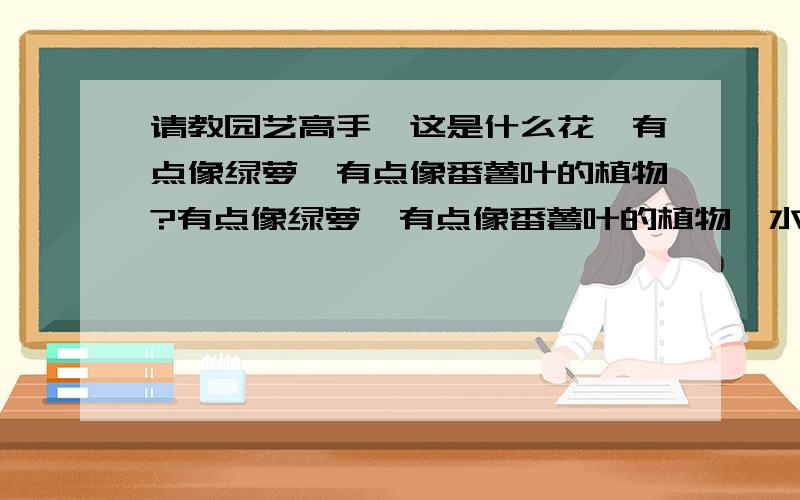 请教园艺高手,这是什么花,有点像绿萝,有点像番薯叶的植物?有点像绿萝,有点像番薯叶的植物,水土两植.