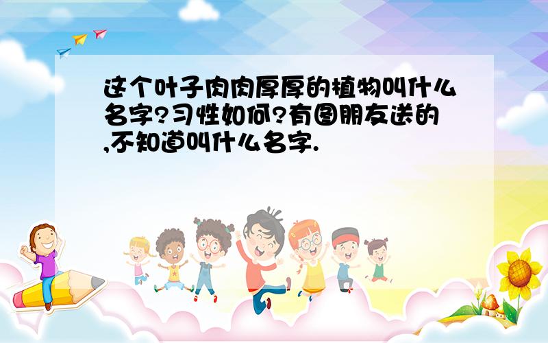 这个叶子肉肉厚厚的植物叫什么名字?习性如何?有图朋友送的,不知道叫什么名字.