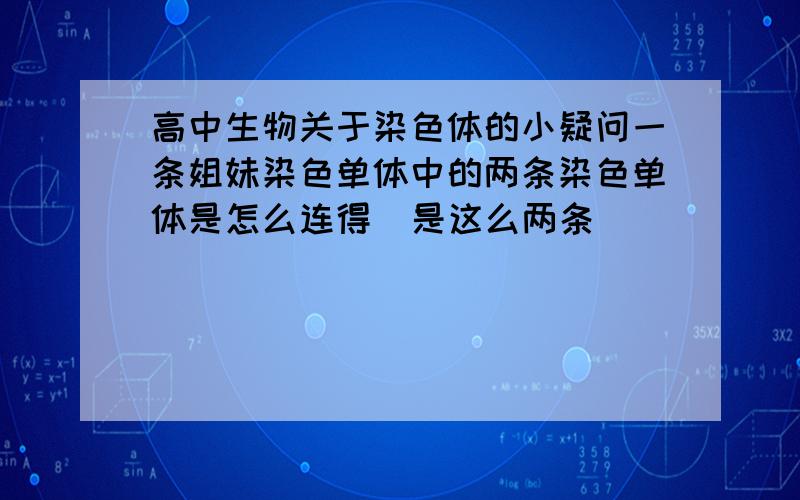 高中生物关于染色体的小疑问一条姐妹染色单体中的两条染色单体是怎么连得  是这么两条                  还是和两条我那条姐妹染色单体是给的例子下面两种连法 我是想问怎么样是一条单体