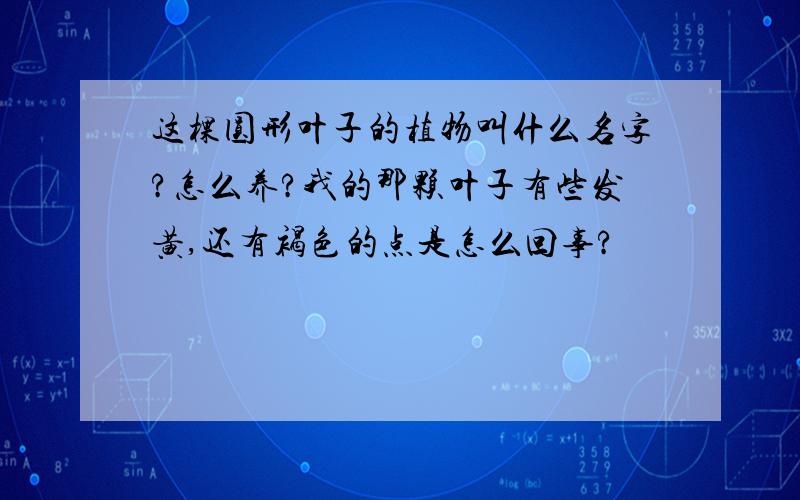 这棵圆形叶子的植物叫什么名字?怎么养?我的那颗叶子有些发黄,还有褐色的点是怎么回事?