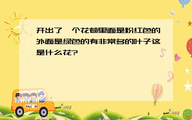 开出了一个花苞里面是粉红色的外面是绿色的有非常多的叶子这是什么花?