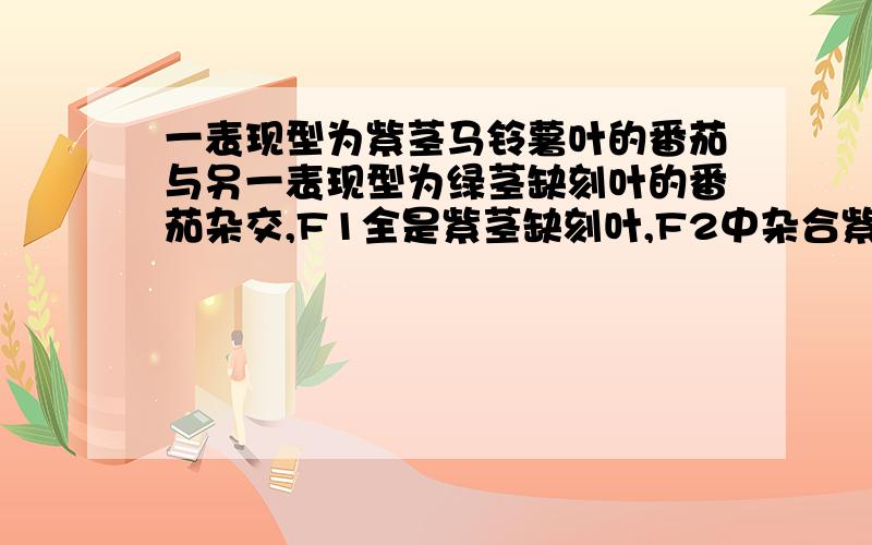 一表现型为紫茎马铃薯叶的番茄与另一表现型为绿茎缺刻叶的番茄杂交,F1全是紫茎缺刻叶,F2中杂合紫茎马铃薯叶植株有3966株,则从理论上分析,F2中杂合紫茎缺刻叶植株有：（ D ）A.17847株 B.7932