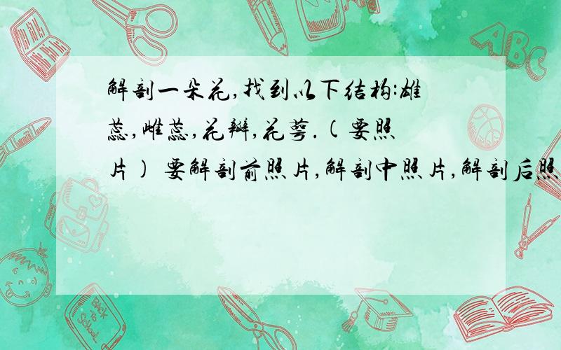 解剖一朵花,找到以下结构:雄蕊,雌蕊,花瓣,花萼.(要照片) 要解剖前照片,解剖中照片,解剖后照片