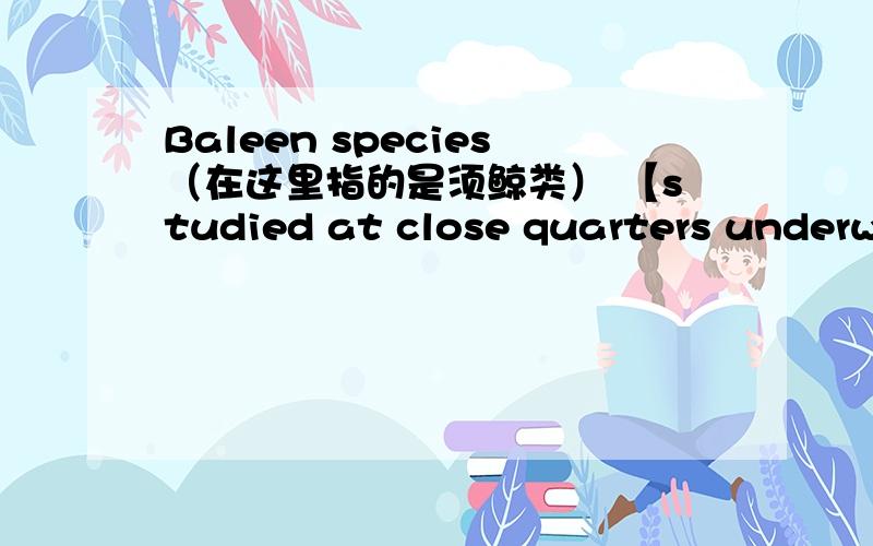 Baleen species（在这里指的是须鲸类） 【studied at close quarters underwater】 have obviously tracked objects with vision underwater.这句的中文翻译是：通过研究须鲸发现,其可以在封闭的水下追踪物体.这句话中B