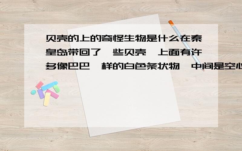 贝壳的上的奇怪生物是什么在秦皇岛带回了一些贝壳,上面有许多像巴巴一样的白色条状物,中间是空心的,那是什么东东?