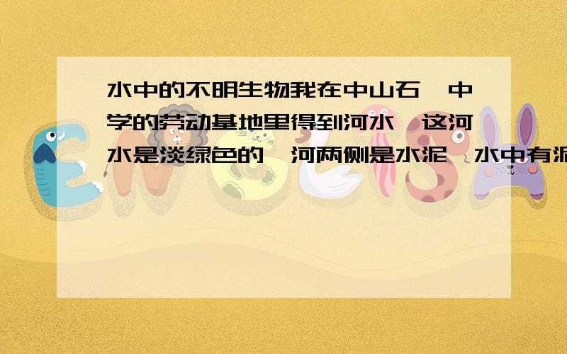 水中的不明生物我在中山石岐中学的劳动基地里得到河水,这河水是淡绿色的,河两侧是水泥,水中有泥土.砖头.还有垃圾.还有田螺和蛇.河是静止的,是雨水.河两侧有泥土,一面是菜田,另一面是