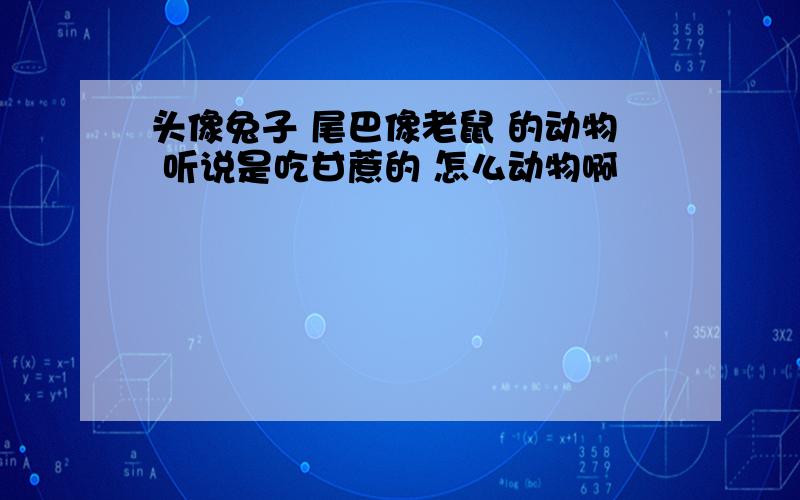 头像兔子 尾巴像老鼠 的动物 听说是吃甘蔗的 怎么动物啊