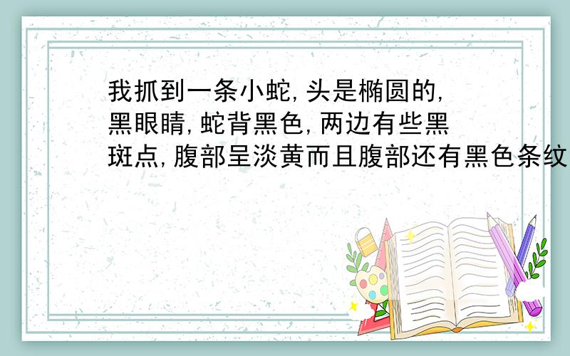 我抓到一条小蛇,头是椭圆的,黑眼睛,蛇背黑色,两边有些黑斑点,腹部呈淡黄而且腹部还有黑色条纹线,尾巴细长,小蛇来的,是什么蛇?在东莞抓的