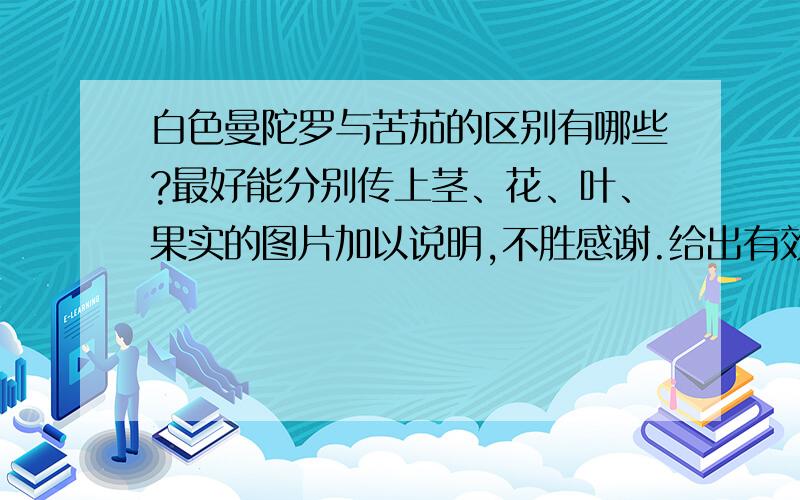 白色曼陀罗与苦茄的区别有哪些?最好能分别传上茎、花、叶、果实的图片加以说明,不胜感谢.给出有效连接可以说明的也行.我是想分辨出那个是苦茄还是曼陀罗.但是现在我没有图片.