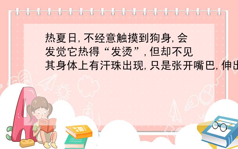 热夏日,不经意触摸到狗身,会发觉它热得“发烫”,但却不见其身体上有汗珠出现,只是张开嘴巴,伸出舌头喘气.原来狗没有汗腺,只能靠呼吸排出体内多余的热量.因此,天气一热,狗就“五体着地