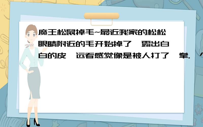 魔王松鼠掉毛~最近我家的松松眼睛附近的毛开始掉了,露出白白的皮,远看感觉像是被人打了一拳.一个朋友看了说是皮肤病.现在很担心,怕它越掉越多长不出来,