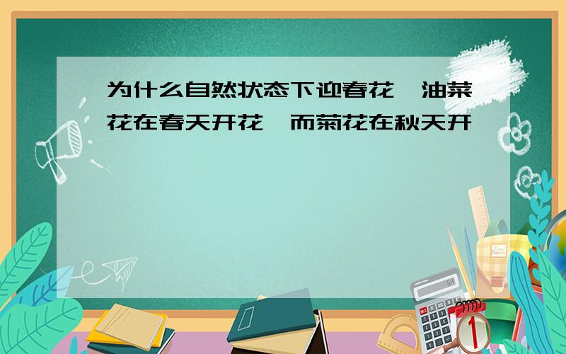 为什么自然状态下迎春花,油菜花在春天开花,而菊花在秋天开