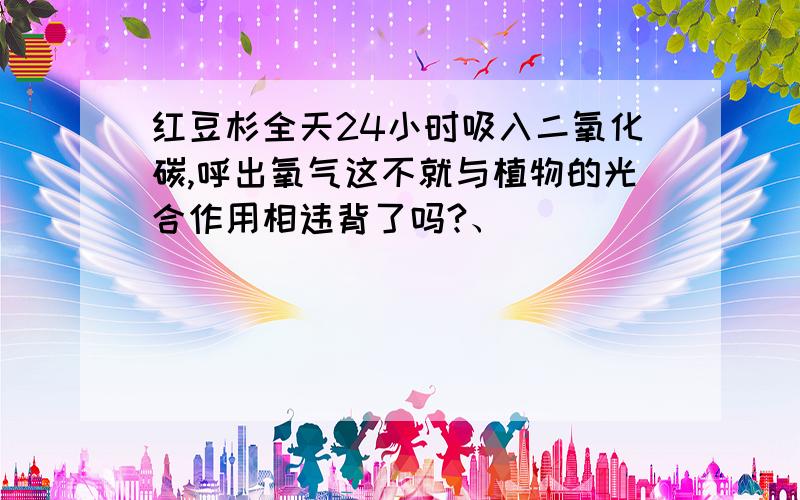 红豆杉全天24小时吸入二氧化碳,呼出氧气这不就与植物的光合作用相违背了吗?、