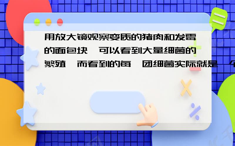 用放大镜观察变质的猪肉和发霉的面包块,可以看到大量细菌的繁殖,而看到的每一团细菌实际就是一个（）?