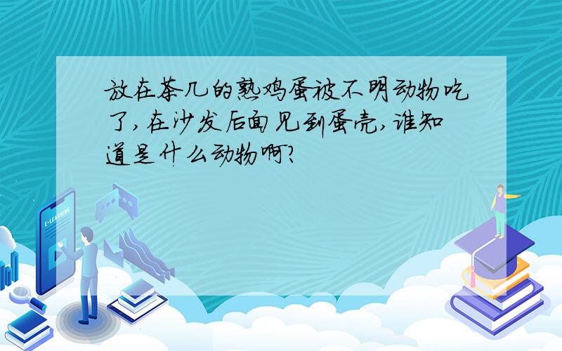 放在茶几的熟鸡蛋被不明动物吃了,在沙发后面见到蛋壳,谁知道是什么动物啊?