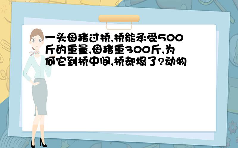 一头母猪过桥,桥能承受500斤的重量,母猪重300斤,为何它到桥中间,桥却塌了?动物