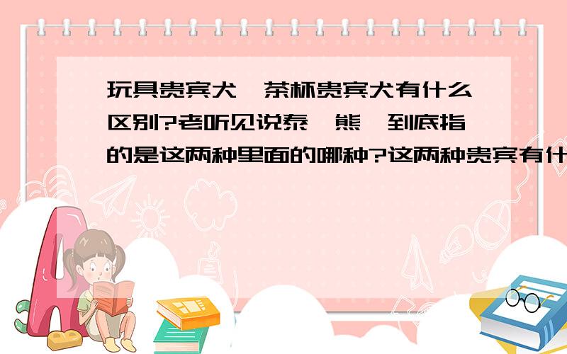 玩具贵宾犬、茶杯贵宾犬有什么区别?老听见说泰迪熊,到底指的是这两种里面的哪种?这两种贵宾有什么区别?