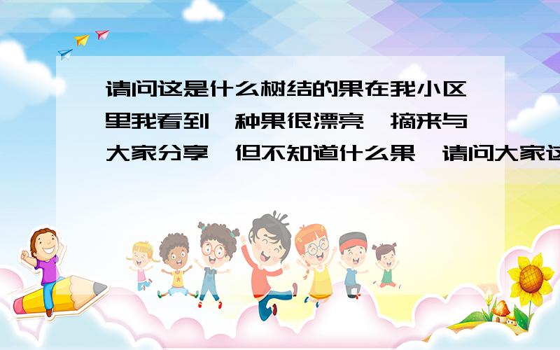 请问这是什么树结的果在我小区里我看到一种果很漂亮,摘来与大家分享,但不知道什么果,请问大家这是什么果.