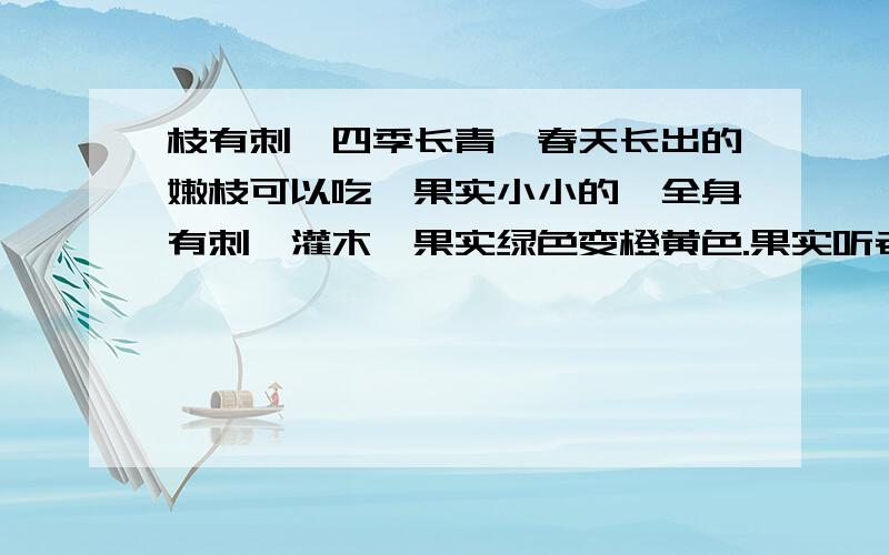 枝有刺,四季长青,春天长出的嫩枝可以吃,果实小小的,全身有刺,灌木,果实绿色变橙黄色.果实听老人说泡酒可以去湿,又说可以补肾,不知道果实叫什么名字,想查查他的功效.田梗边最多.