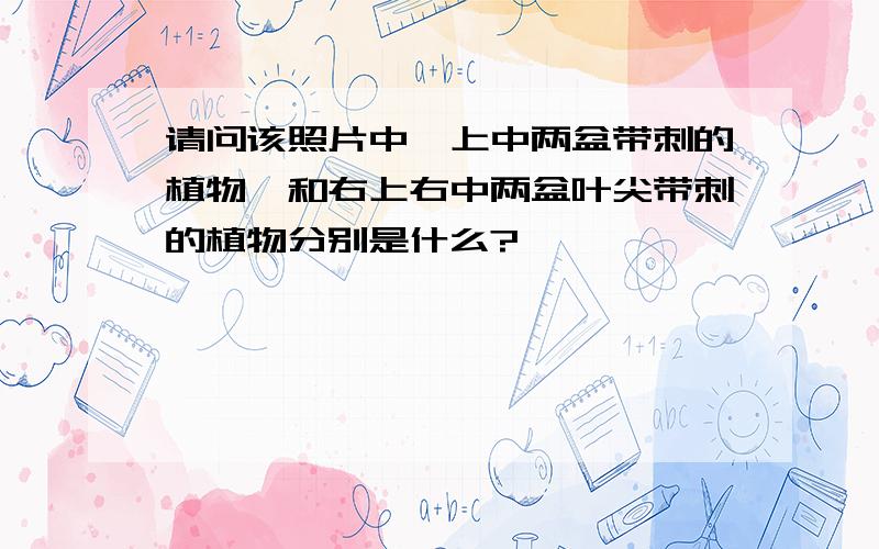 请问该照片中,上中两盆带刺的植物,和右上右中两盆叶尖带刺的植物分别是什么?