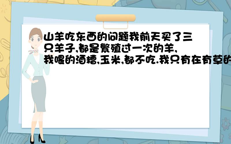 山羊吃东西的问题我前天买了三只羊子,都是繁殖过一次的羊,我喂的酒糟,玉米,都不吃.我只有在有草的地方放羊.晚上和早上它们只吃拿在手里喂的,扔在地上就不吃了,请知道的朋友帮帮忙,谢