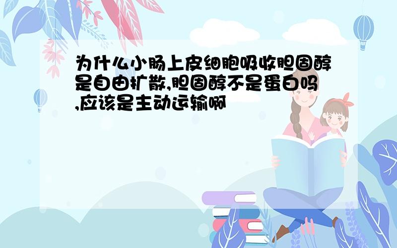 为什么小肠上皮细胞吸收胆固醇是自由扩散,胆固醇不是蛋白吗,应该是主动运输啊