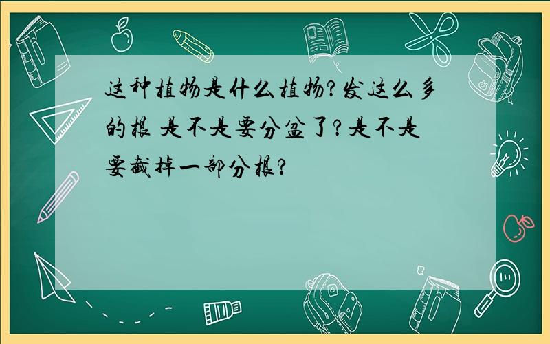 这种植物是什么植物?发这么多的根 是不是要分盆了?是不是要截掉一部分根?