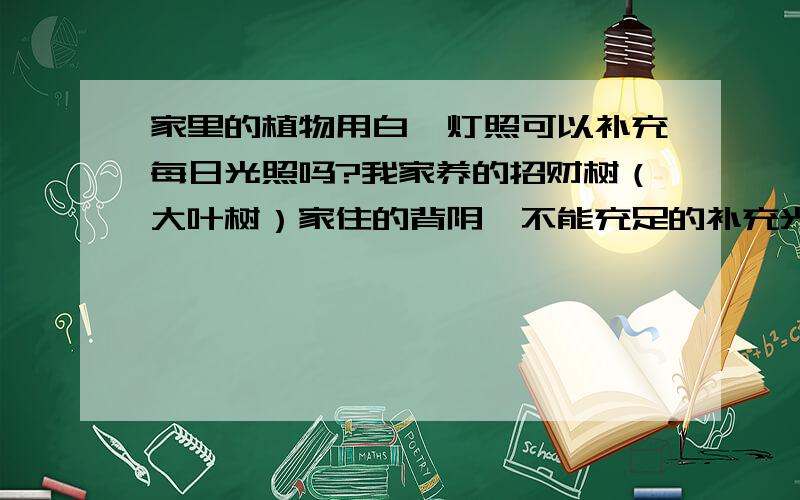 家里的植物用白炽灯照可以补充每日光照吗?我家养的招财树（大叶树）家住的背阴,不能充足的补充光照,我每天就用白炽灯照几个小时,请问这样管用吗?还有就是浇水,几天浇一次?