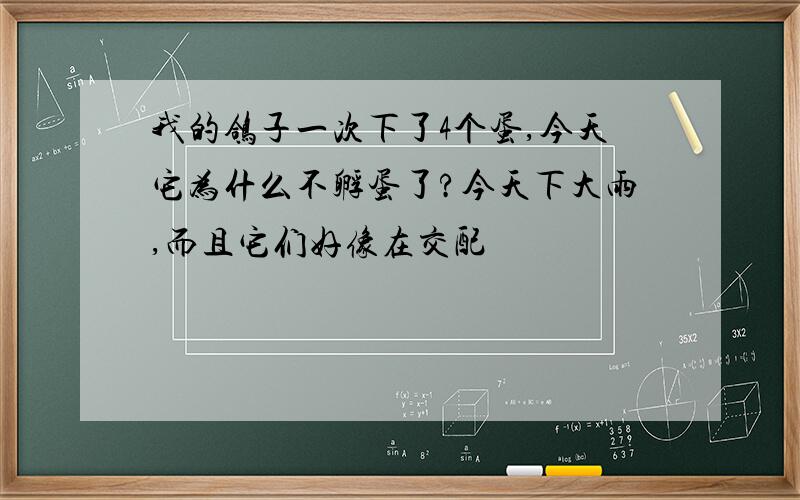 我的鸽子一次下了4个蛋,今天它为什么不孵蛋了?今天下大雨,而且它们好像在交配