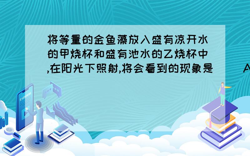 将等量的金鱼藻放入盛有凉开水的甲烧杯和盛有池水的乙烧杯中,在阳光下照射,将会看到的现象是（ ）A.两个烧杯中冒出的气泡一样多.B.甲烧杯中冒出的气泡极少,几乎没有,而乙烧杯中冒出的