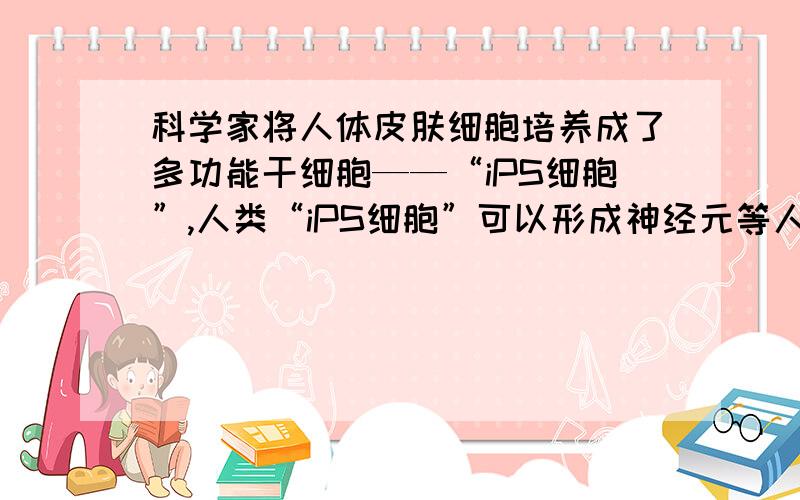 科学家将人体皮肤细胞培养成了多功能干细胞——“iPS细胞”,人类“iPS细胞”可以形成神经元等人体的多种A．“iPS细胞”分化为神经细胞的过程体现了细胞的全能性 B．“iPS细胞”在分裂、