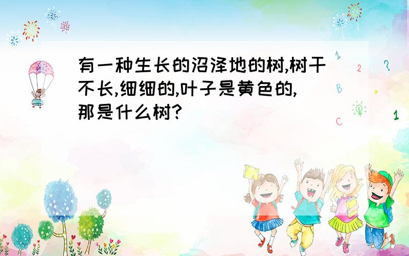 有一种生长的沼泽地的树,树干不长,细细的,叶子是黄色的,那是什么树?