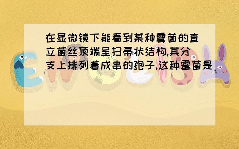 在显微镜下能看到某种霉菌的直立菌丝顶端呈扫帚状结构,其分支上排列着成串的孢子,这种霉菌是（）