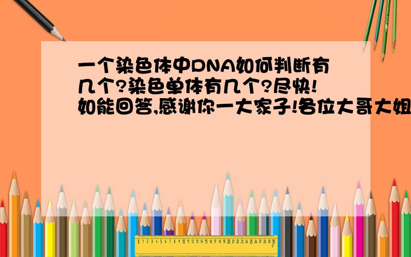 一个染色体中DNA如何判断有几个?染色单体有几个?尽快!如能回答,感谢你一大家子!各位大哥大姐大叔大伯，小女谢谢了