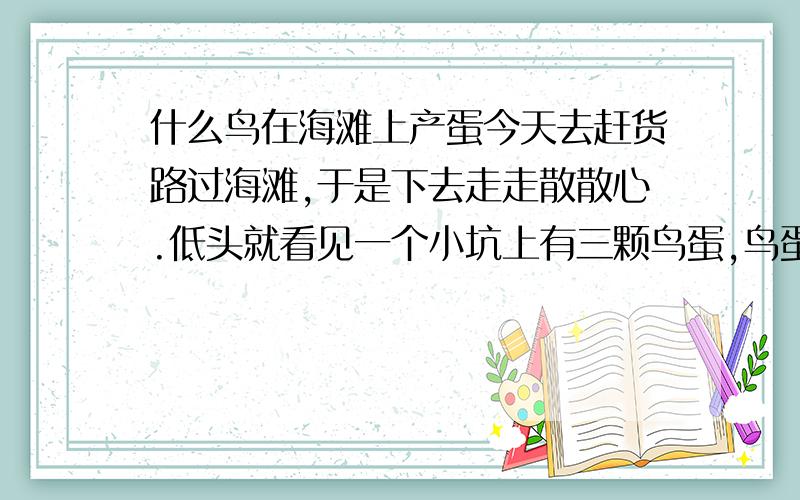 什么鸟在海滩上产蛋今天去赶货路过海滩,于是下去走走散散心.低头就看见一个小坑上有三颗鸟蛋,鸟蛋与鹌鹑蛋差不多大,蛋体呈灰色长有褐色不规则斑点,斑点的痕迹平均是蛋体的二分之一.