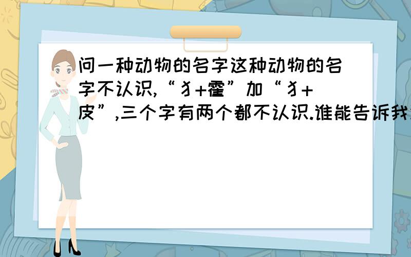 问一种动物的名字这种动物的名字不认识,“犭+霍”加“犭+皮”,三个字有两个都不认识.谁能告诉我读音,以及这种动物的详细情况.