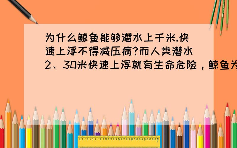 为什么鲸鱼能够潜水上千米,快速上浮不得减压病?而人类潜水2、30米快速上浮就有生命危险，鲸鱼为什么这么牛呢？