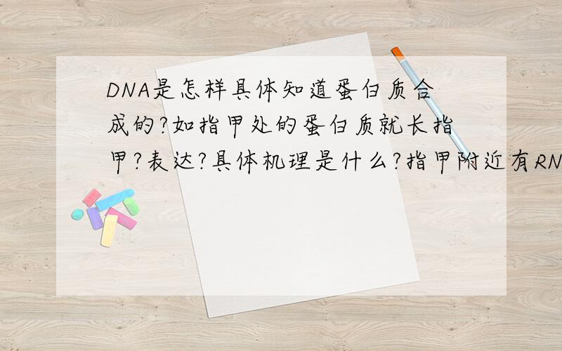 DNA是怎样具体知道蛋白质合成的?如指甲处的蛋白质就长指甲?表达?具体机理是什么?指甲附近有RNA在等待着吗?为什么只在指甲处长指甲？