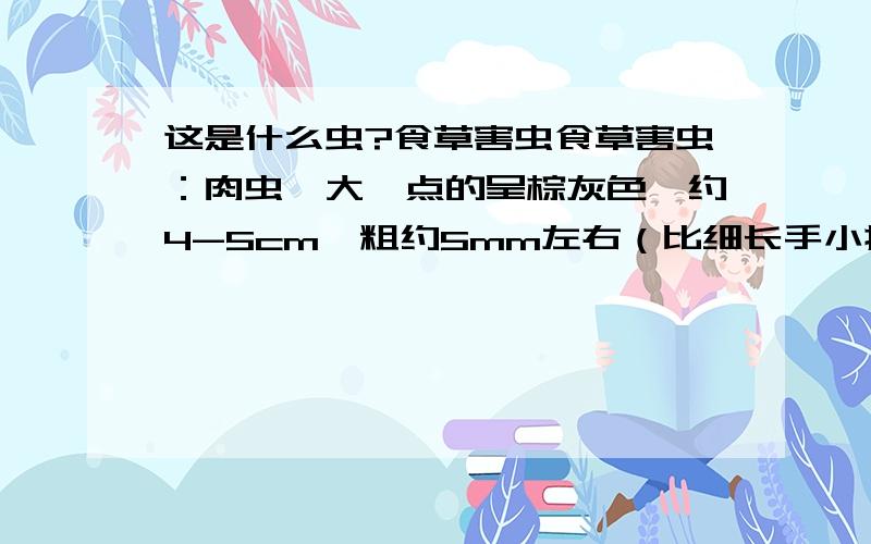 这是什么虫?食草害虫食草害虫：肉虫,大一点的呈棕灰色,约4-5cm,粗约5mm左右（比细长手小拇指细一些）,小的为黑色,长在土中,有时会出来爬,吃较嫩植物的叶和茎.这可能是什么虫?如何去除?