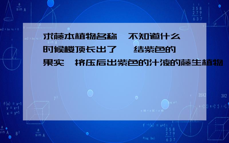 求藤本植物名称  不知道什么时候楼顶长出了   结紫色的果实,挤压后出紫色的汁液的藤生植物,冬天依然生长迅速.