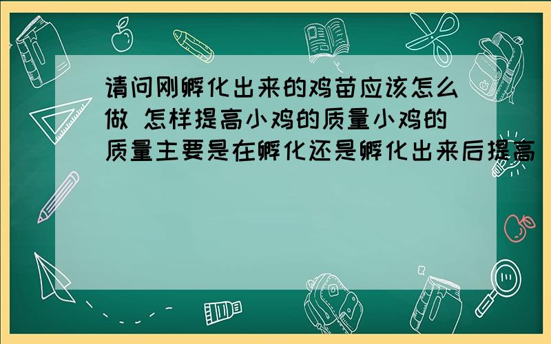 请问刚孵化出来的鸡苗应该怎么做 怎样提高小鸡的质量小鸡的质量主要是在孵化还是孵化出来后提高 还有天气冷怎么把鸡室的温度提起来