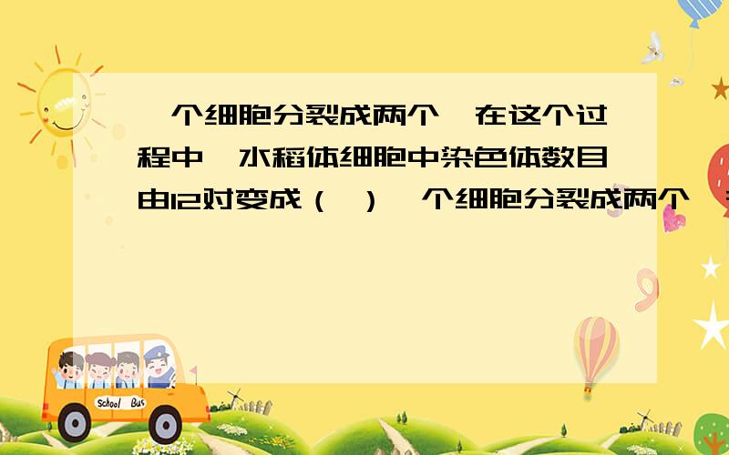 一个细胞分裂成两个,在这个过程中,水稻体细胞中染色体数目由12对变成（ ）一个细胞分裂成两个,在这个过程中,水稻体细胞中染色体数目由12对变成（ ）A 12条 B 6对 C 12对 D 24对