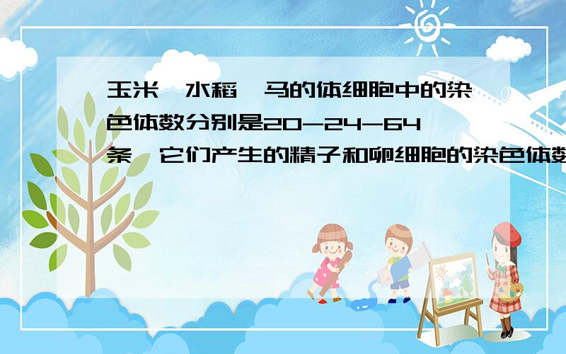 玉米、水稻、马的体细胞中的染色体数分别是20-24-64条、它们产生的精子和卵细胞的染色体数目分别是多少条?还成双成对么?特别是最后一个问题.不过不成双成对是为什么.