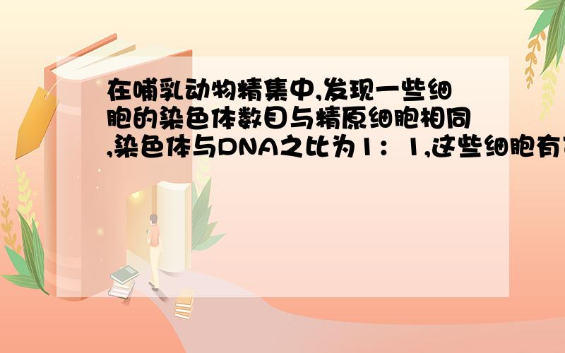 在哺乳动物精集中,发现一些细胞的染色体数目与精原细胞相同,染色体与DNA之比为1：1,这些细胞有可能是为什么是次级精母细胞?次级精母细胞染色体数不是精原细胞的一半吗?精原细胞和初级