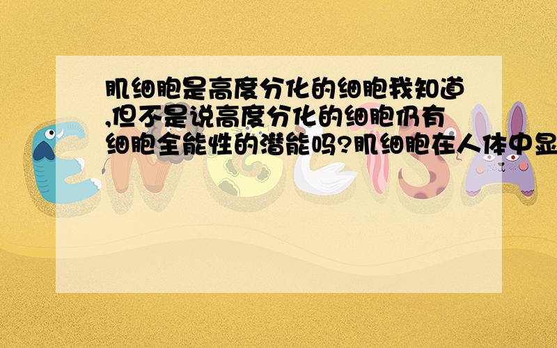 肌细胞是高度分化的细胞我知道,但不是说高度分化的细胞仍有细胞全能性的潜能吗?肌细胞在人体中显然是不能够再分化的了,但离体即体外培养,在适宜条件下,都不能表现出细胞全能性吗?