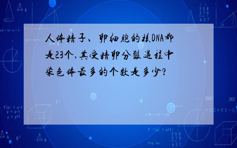 人体精子、卵细胞的核DNA都是23个,其受精卵分裂过程中染色体最多的个数是多少?