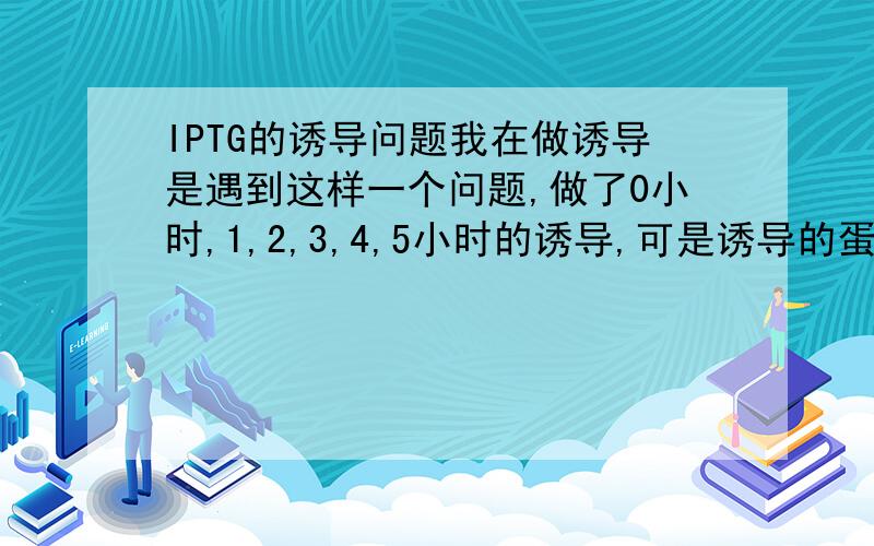 IPTG的诱导问题我在做诱导是遇到这样一个问题,做了0小时,1,2,3,4,5小时的诱导,可是诱导的蛋白并没有随时间增加而增加,0小时没有,1,2,3,4,5的蛋白量差不多的,