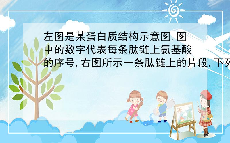 左图是某蛋白质结构示意图,图中的数字代表每条肽链上氨基酸的序号,右图所示一条肽链上的片段,下列说法不正确的是（  A    ） A左图所示的蛋白质有两条肽链,49个肽键B左图中-S-S-键对蛋白