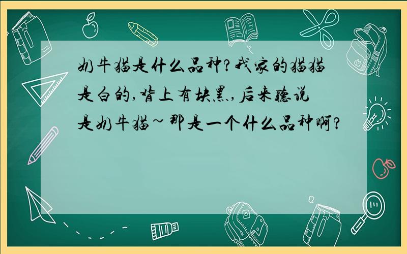 奶牛猫是什么品种?我家的猫猫是白的,背上有块黑,后来听说是奶牛猫~那是一个什么品种啊?