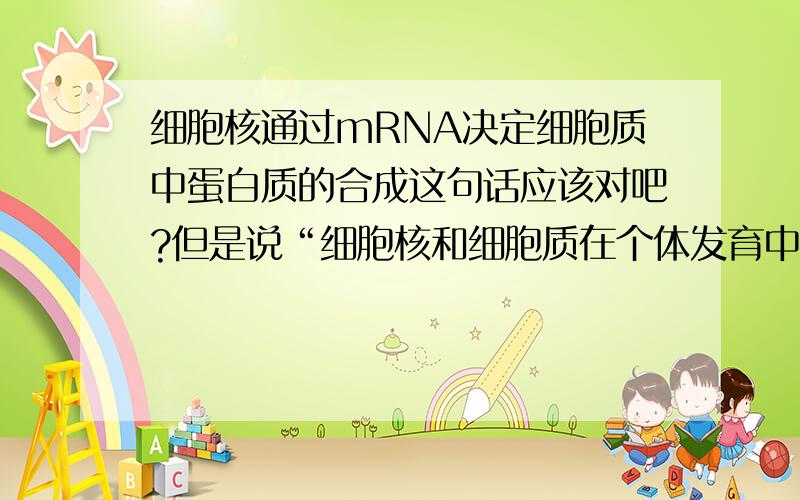 细胞核通过mRNA决定细胞质中蛋白质的合成这句话应该对吧?但是说“细胞核和细胞质在个体发育中的相互作用表现在.”就不能选这个选项了,为什么?